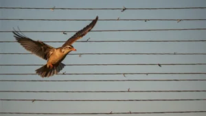 Bird Wiring
