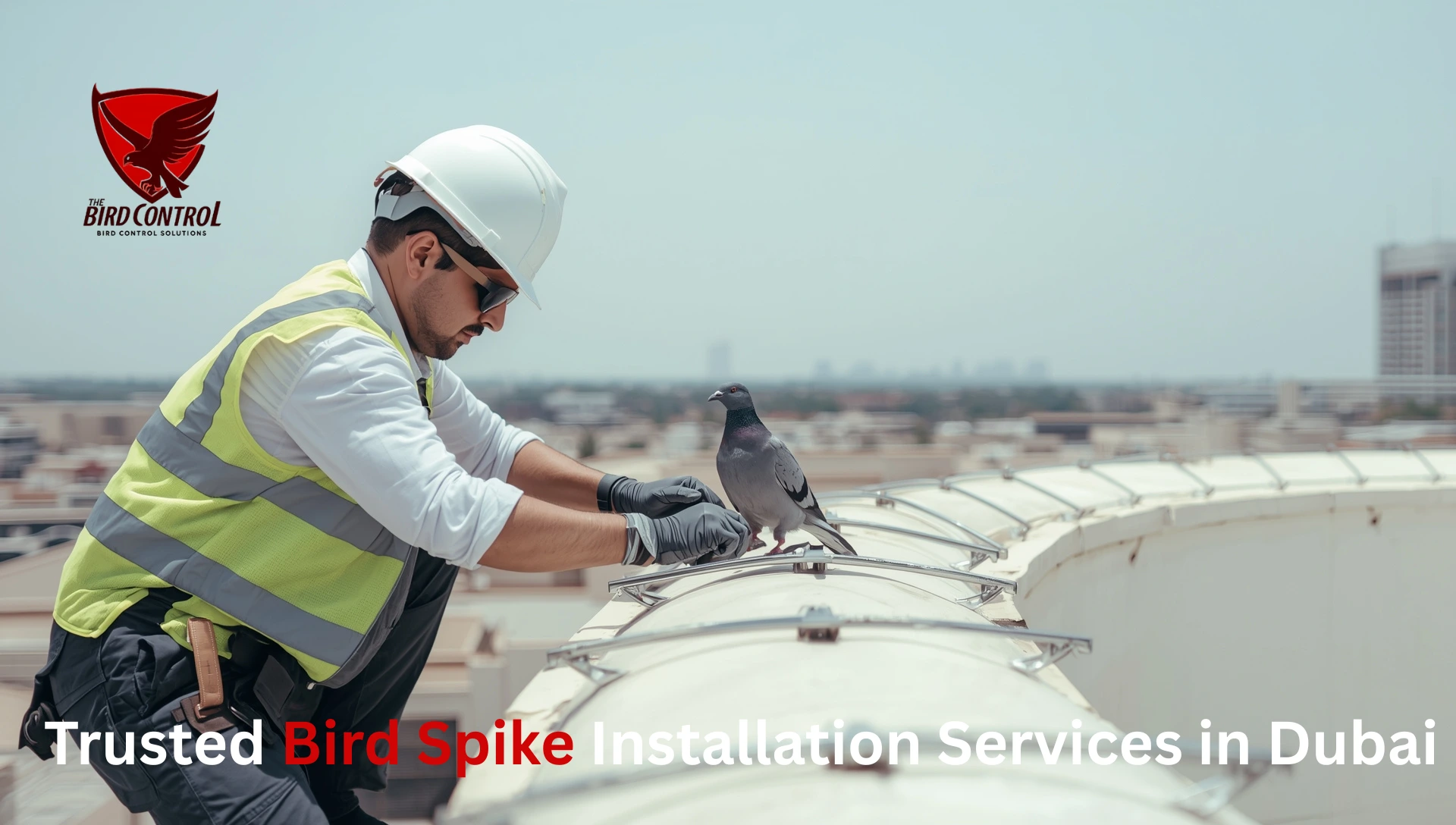 You are currently viewing Bird Spikes in Dubai – Keep Your Property Pigeon-Free