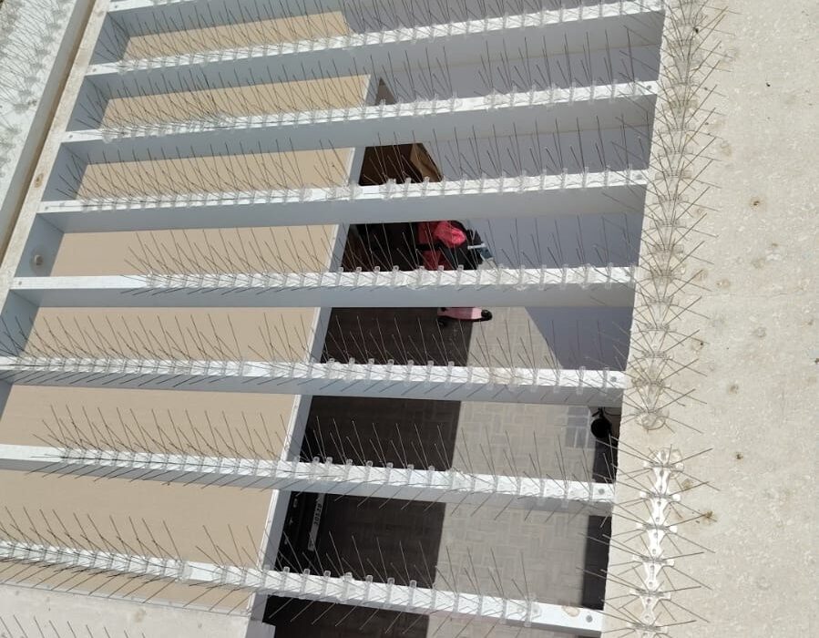 Bird Spikes in Dubai – Keep Your Property Pigeon-Free