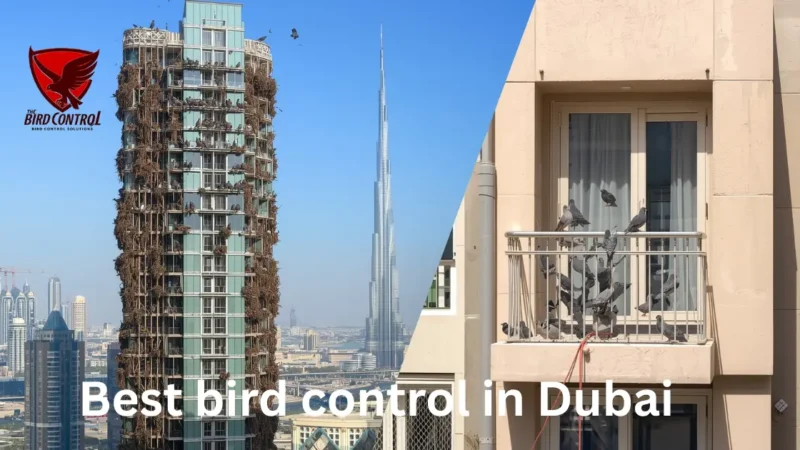 Bird Control in Dubai – Professional Solutions by Bird Control Dubai