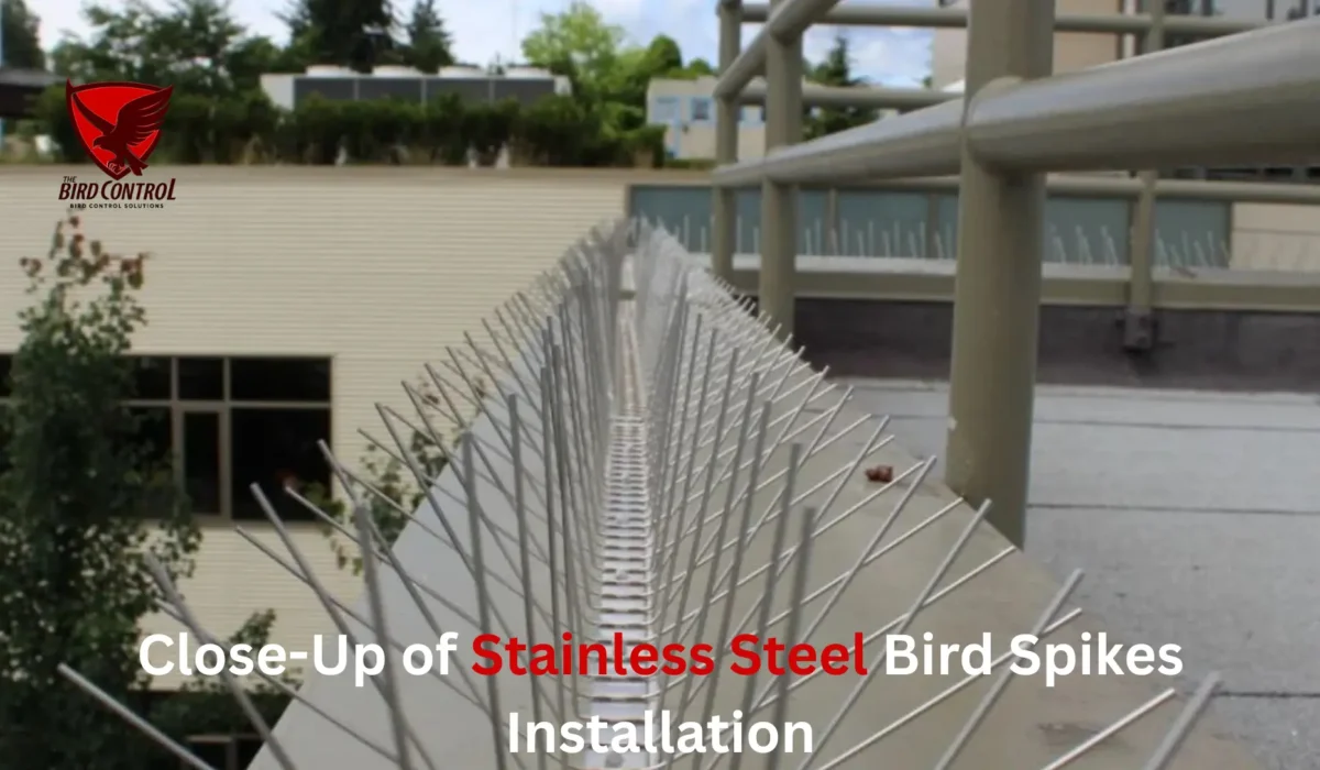  Stainless Steel Bird Spikes – The Ultimate Pigeon Control Solution in Dubai