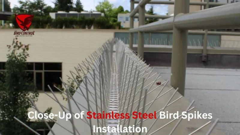  Stainless Steel Bird Spikes – The Ultimate Pigeon Control Solution in Dubai