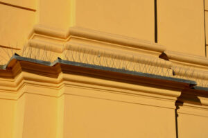 Read more about the article Bird Spikes vs. Netting vs. Pigeon Spikes: Which is the Most Effective Solution for bird Control in Dubai