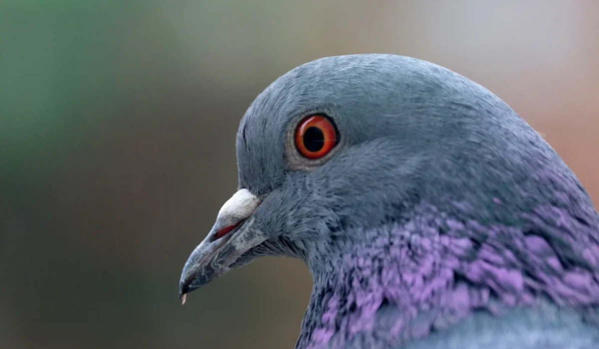 طارد الحمام: الحل الأمثل للتخلص من الحمام في دبي