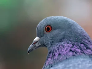 Read more about the article طارد الحمام: الحل الأمثل للتخلص من الحمام في دبي