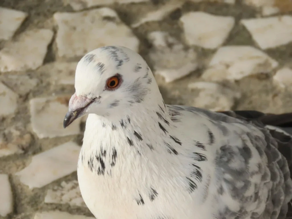 طارد الحمام