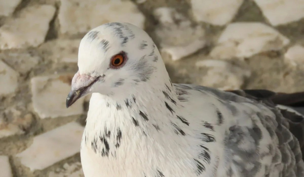 سبايك حمامة: الحل الأمثل لمكافحة الحمام في دبي والإمارات