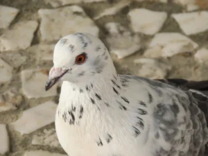 Read more about the article سبايك حمامة: الحل الأمثل لمكافحة الحمام في دبي والإمارات