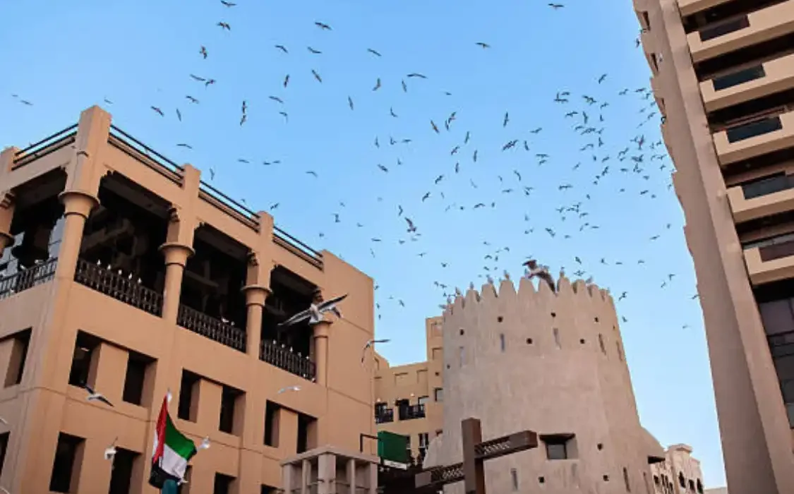 الدليل الشامل في مكافحة الحمام: طرق طرد الطيور والوقاية النهائية