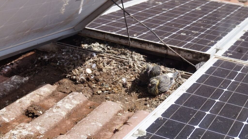 Bird Mesh for Solar Panels in Dubai: The Complete Protection Guide 2 what affect solar panel bird