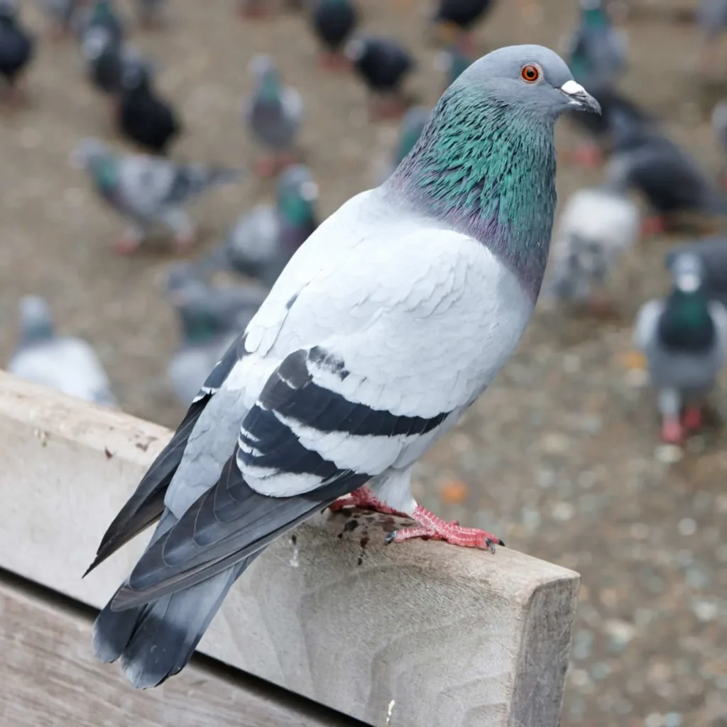 feral pigeon