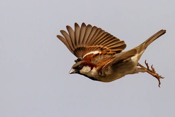 House sparrow nesting near Dubai building rooftop