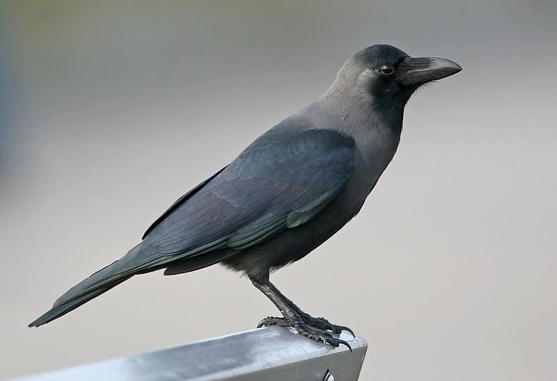 Indian house crow near outdoor dining area in Dubai