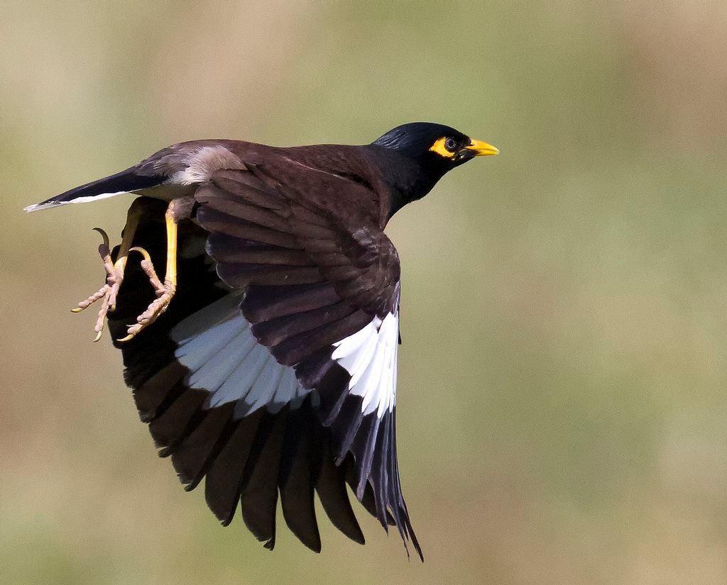 Common myna bird perched near Dubai building