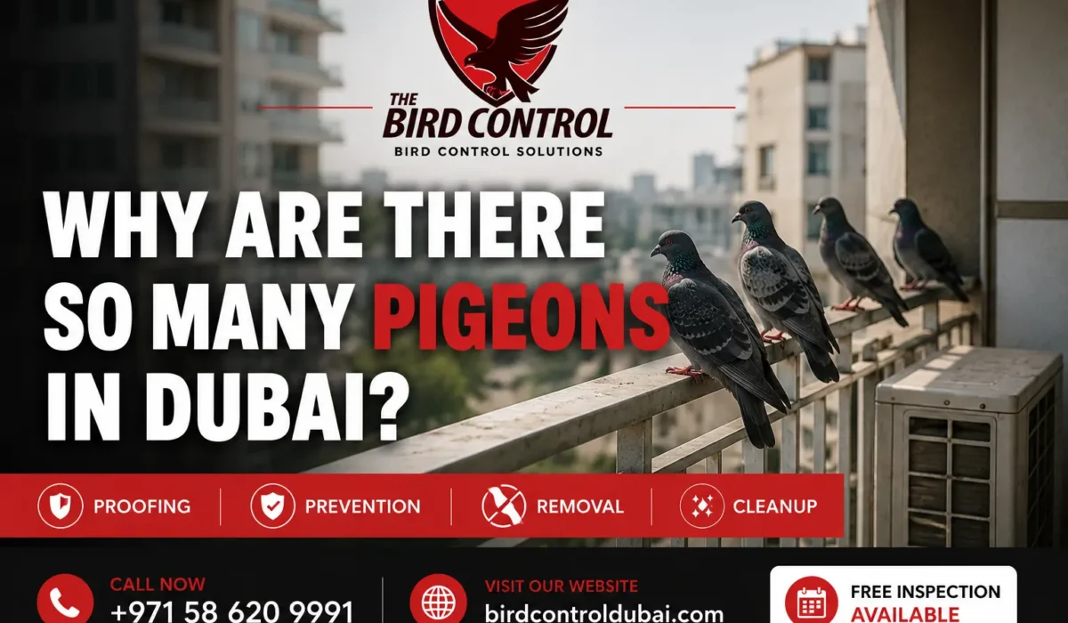 Why Are There So Many Pigeons in Dubai?