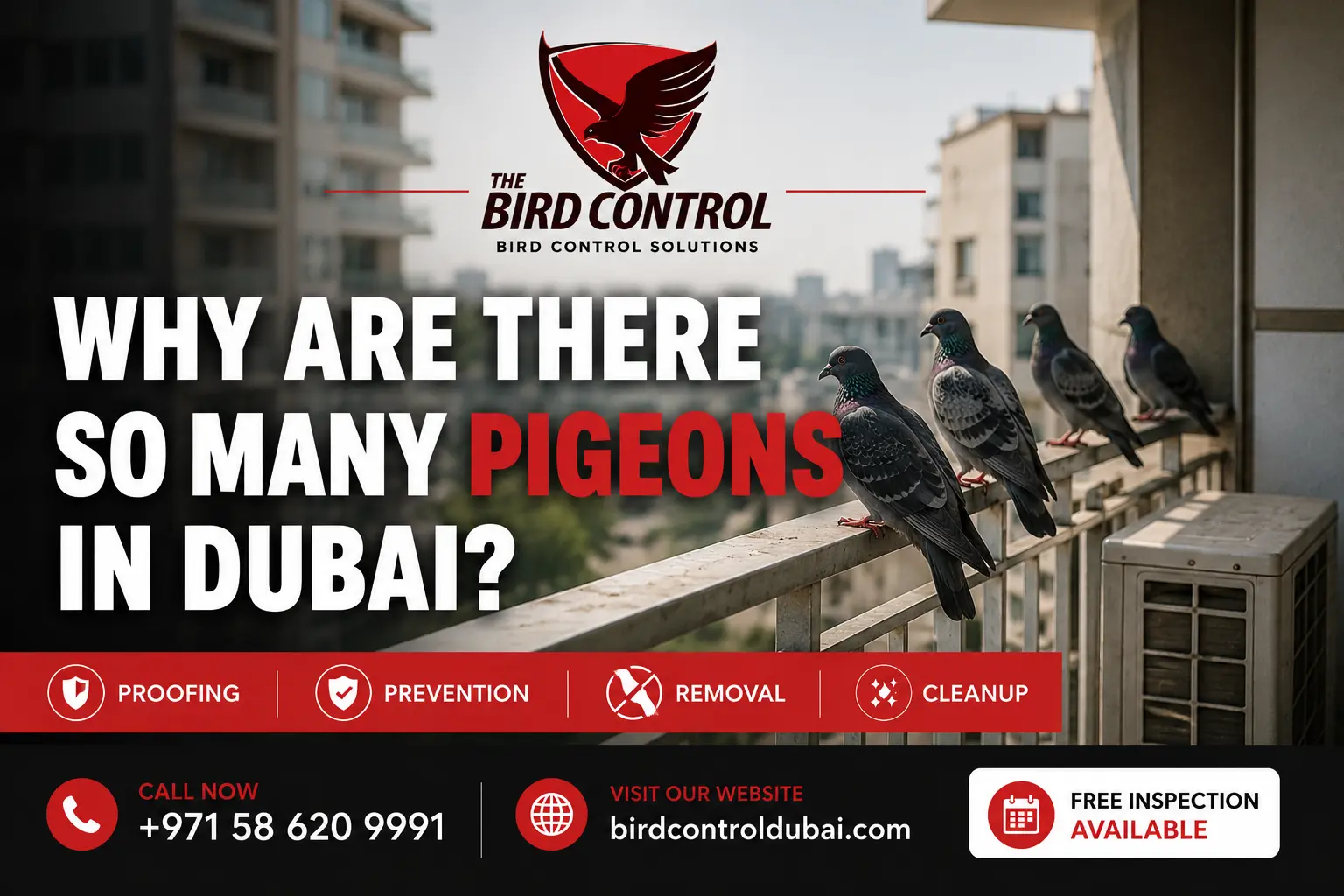 You are currently viewing Why Are There So Many Pigeons in Dubai?