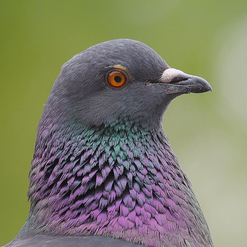 Rock pigeon roosting on a Dubai building ledge