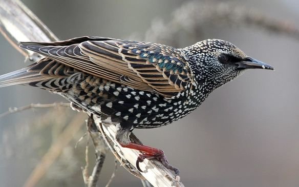 Starling birds roosting on Dubai building