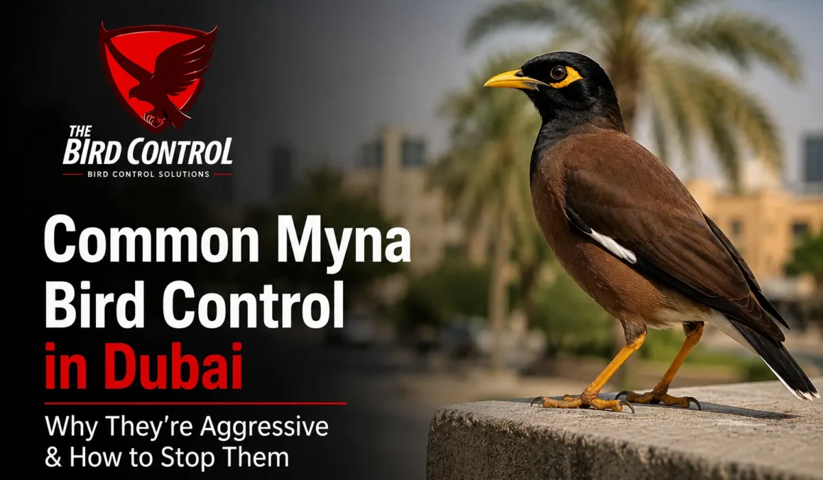 Common Myna Bird Control in Dubai — Why They’re Aggressive & How to Stop Them (2026 Guide)