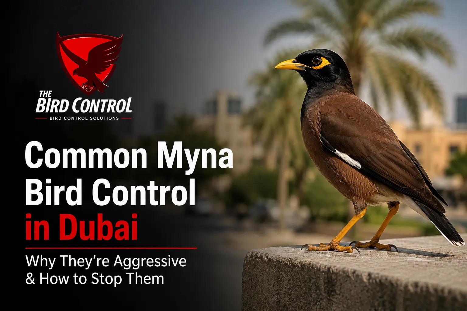 You are currently viewing Common Myna Bird Control in Dubai — Why They’re Aggressive & How to Stop Them (2026 Guide)