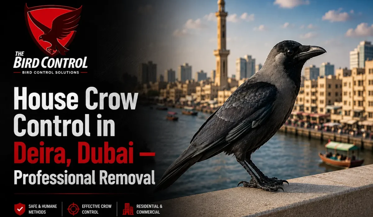 House Crow Control in Deira, Dubai — Professional Removal & Prevention (2026 Guide)